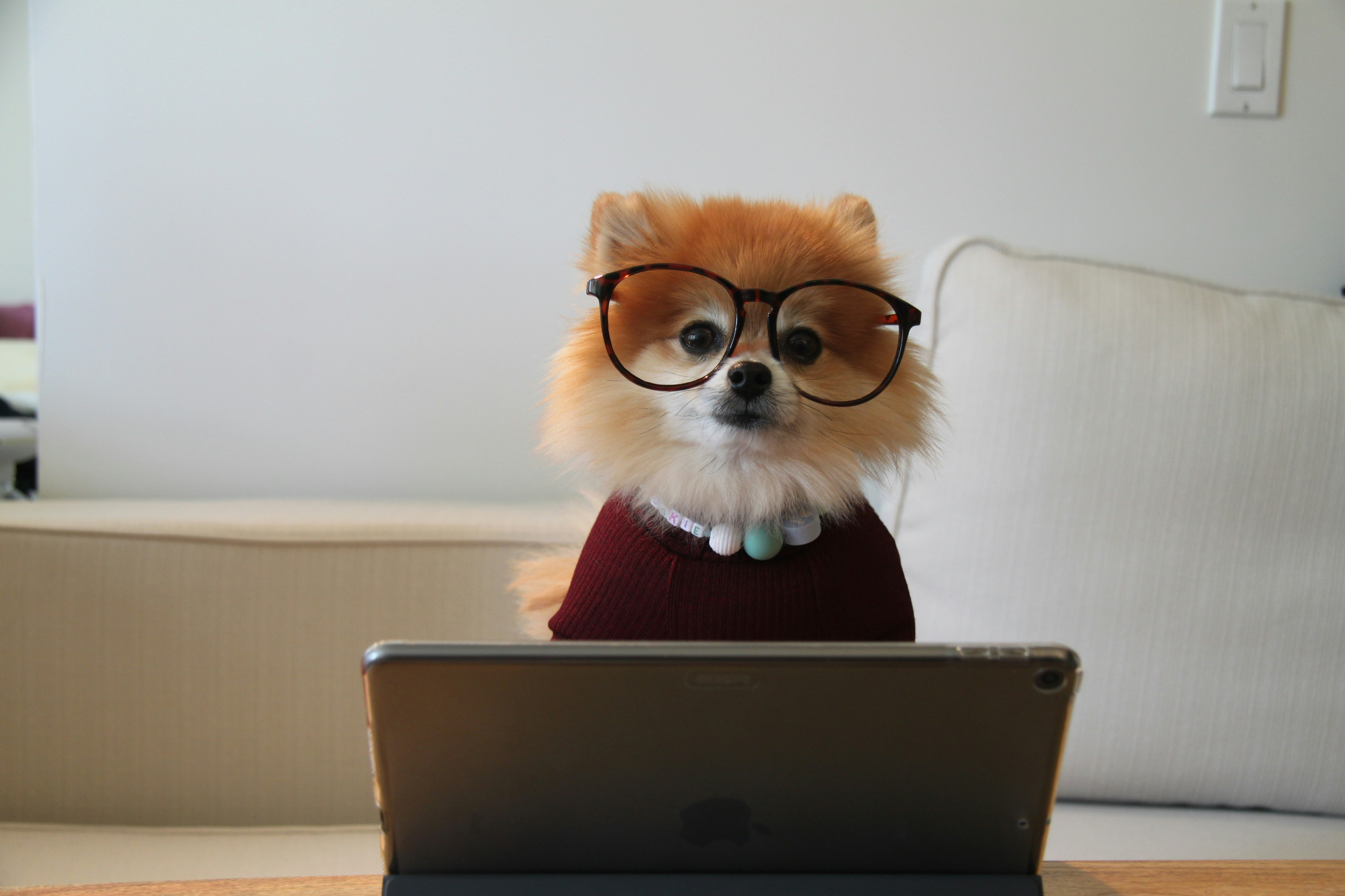 A cute dog wearing glasses behind a laptop trying to code!